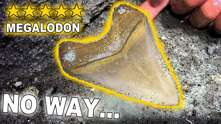 Unveiling an Unprecedented Megalodon Tooth Discovery!