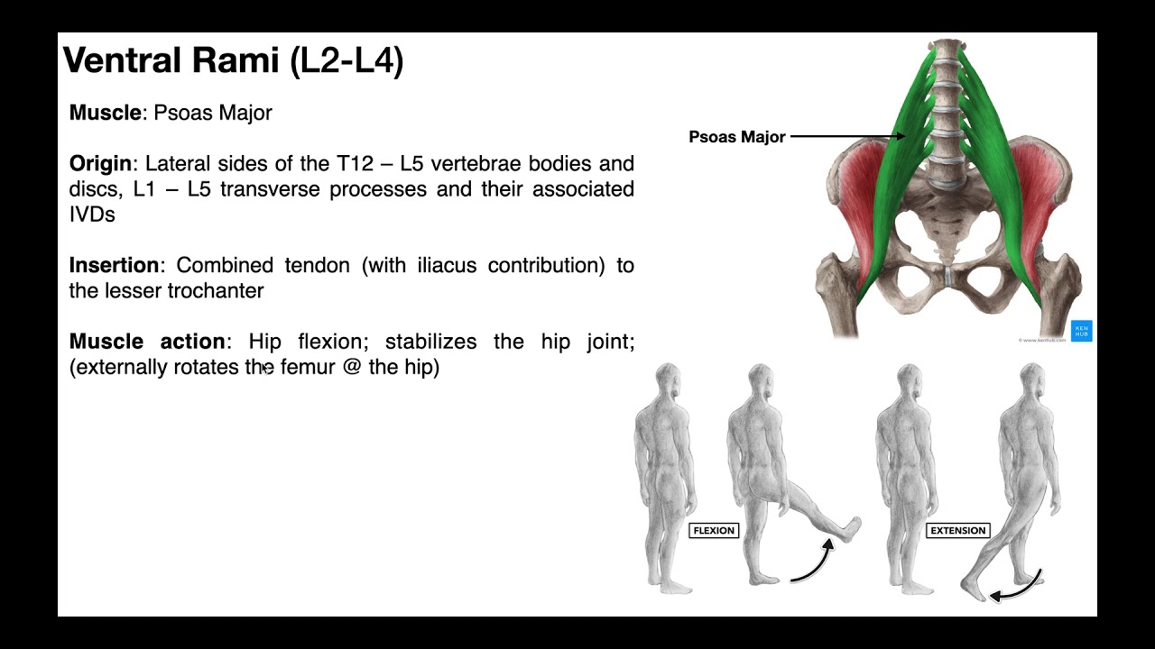 Hip Flexors EXPLAINED  Iliopsoas & Other Hip Flexors 