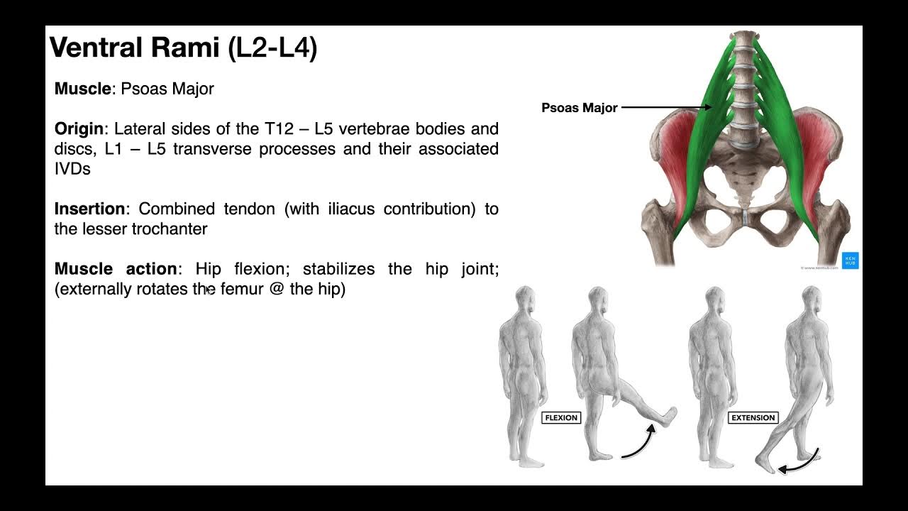 Hip Flexors EXPLAINED Iliopsoas & Other Hip Flexors YouTube