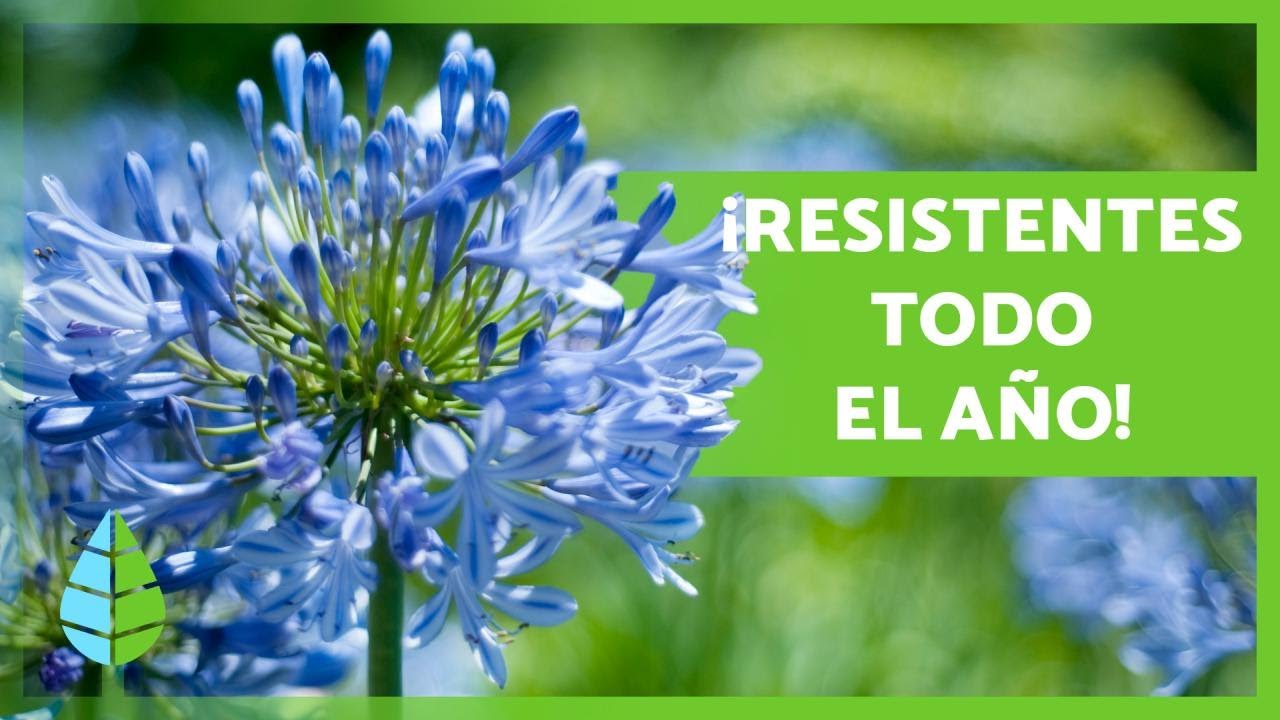 10 PLANTAS de EXTERIOR RESISTENTES al SOL y al FRÍO 🌼🌿 - thptnganamst.edu.vn