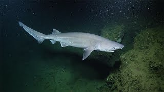 Sleek Sixgill Shark Spotted...Again! | Nautilus Live