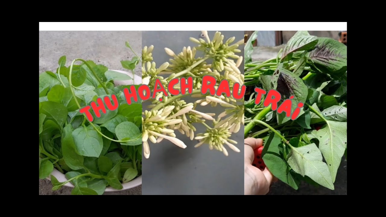 Thu hoạch rau trong vườn - YouTube