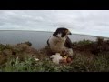 Peregrine Falcons at the Lower Kolyma, Siberia