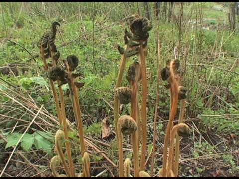 Spring. Fern Osmunda japonica Весна. Папоротник осмунда азиатская, чистоуст коричневый