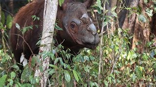 Sumatran Rhino Harapan Cincinnati Zoo Travels To Sumatra To Save An Endangered Species