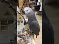 【ヨウムのレオ君】お風呂が沸いた事を教えてくれるレオ君