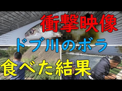 釣り ドブ川で釣ったボラを食べたがかなりヤバイ 衝撃映像 危険 Youtube