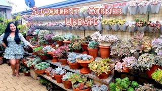 Succulent Corner Update // Sarah G. Smith