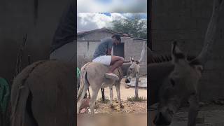 This Donkey Knew Something! 😲