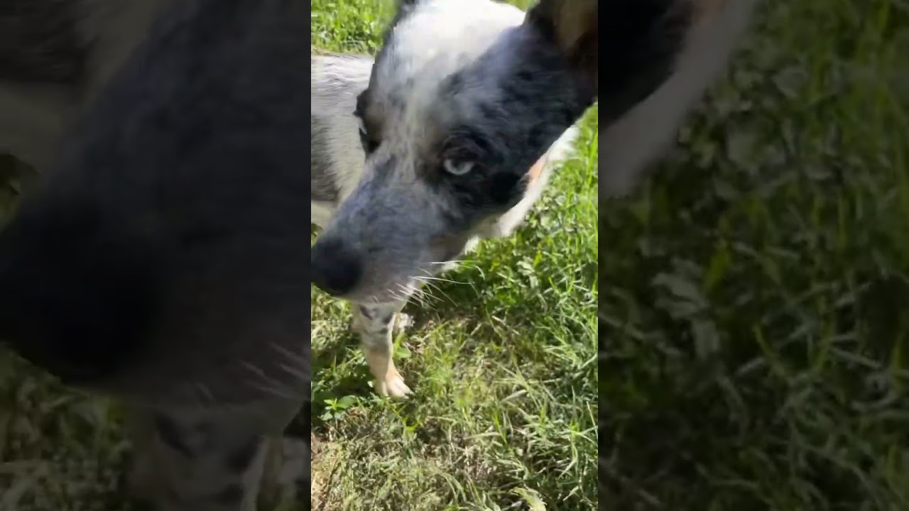 Get a heeler they said