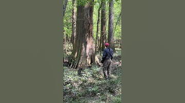 Congaree National Park - Large Bald Cypress Tree (4/5/2023)