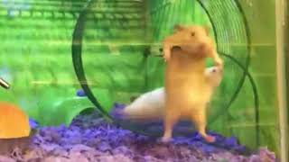 no time for hamsters