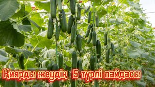 Қиярды  күнде жеудің 5 түрлі пайдасы. Қиярдың пайдасы