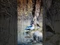 Male wood duck preening