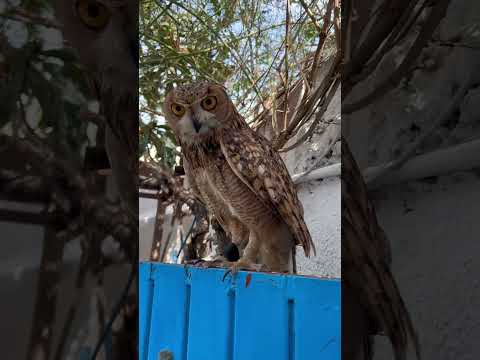 هل تعلم ان قصبة دلس اقدم قصبة فيcasbah Dyles Is The Oldest Casbah In Algeria الجزائر