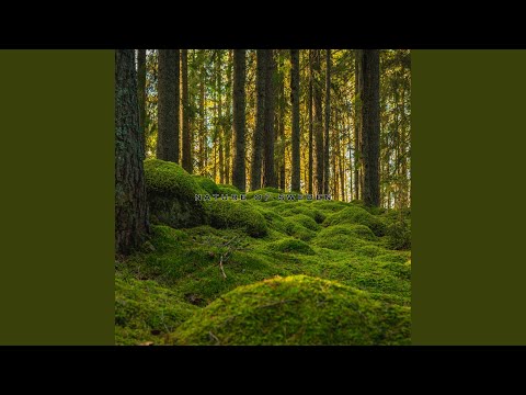 Nature Sounds, Nature Of Sweden, Natures Acoustics - Rain in Stavanger