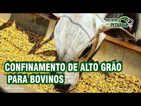 Confinamento de alto grão para bovinos