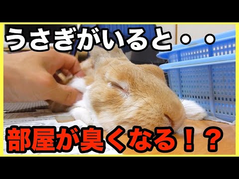 【うさぎの飼い方】部屋が臭くなるって本当！？匂いについて解説