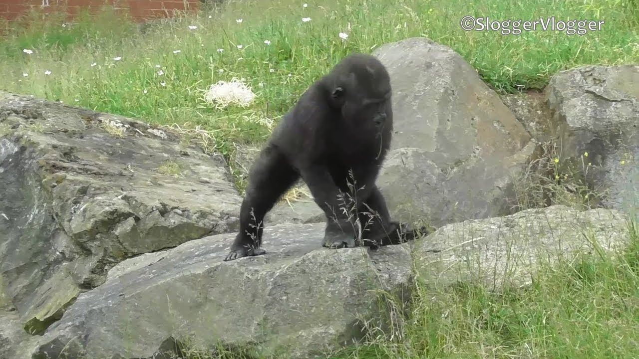 Baby Gorilla Shufai Having Fun Sliding Of The Slope Repeatedly YouTube