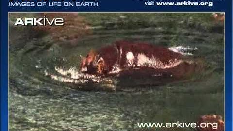 Copy of ARKive video 3A200718 E118 437C BE0B BE5DCE6EAA80