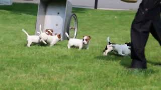 Jack Russell Terrier Puppies For Sale