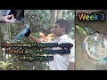 Love Birds Caring video in Malayalam/ ലൗ  ബേർഡ്സിനെ കുറിച്ച്  അറിയേണ്ടതെല്ലാം....🐦🐦🐦