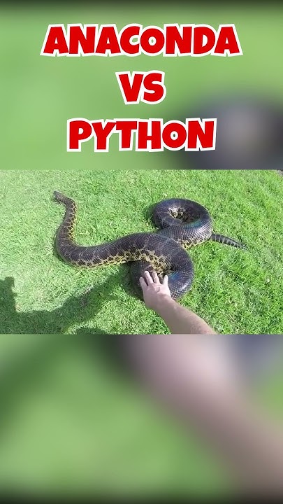 Anaconda VS Python #youtubeshorts #shorts #anaconda #python - YouTube