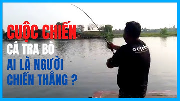 Kinh Nghiệm Câu Cá Tra Bò Bằng Cần October - Không Phải Ai Cũng Biết