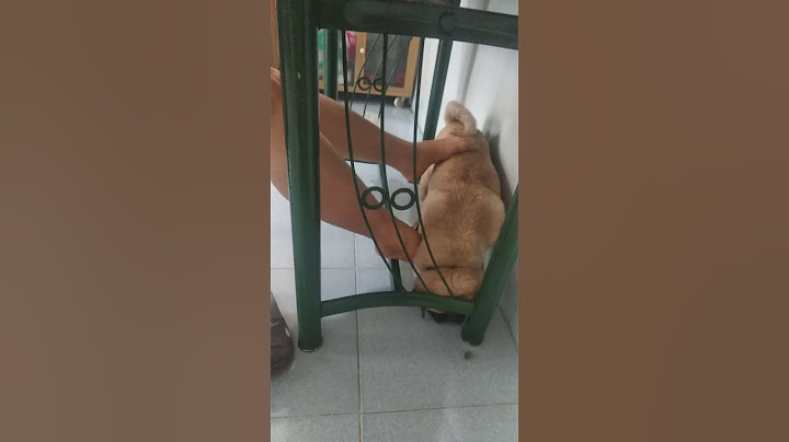 Cảnh ở rể nhà vợ đây , đúng là chó chui gầm chạn...