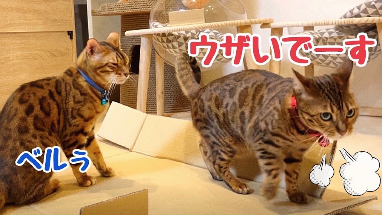 ドタバタの隙を見ては嫁にイチャつこうとする旦那猫