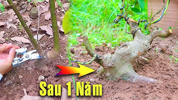 1 Năm Cải Tạo Cây Sung xấu Ngoài Vườn để chơi Bonsai
