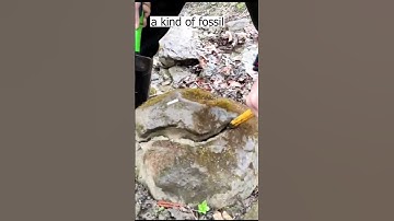 Why are fossils stuck in rocks ? #fossils #rock  #hunting  #ammonites  #shorts