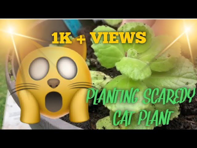 Scaredy Cat Plant Plectranthus caninus Coleus canina Live -  Portugal