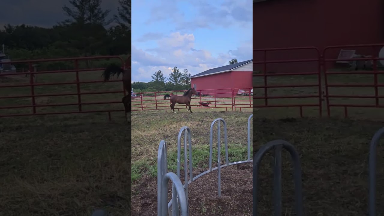 2 yr old 100% Crabbet Arabian  