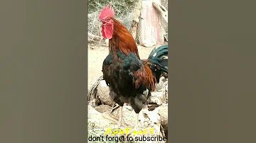 صوت الديك الديك البلدي 