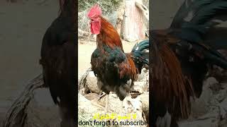 🐓 صوت الديك 🐓 الديك البلدي