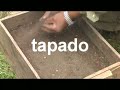 producción de plantines forestales