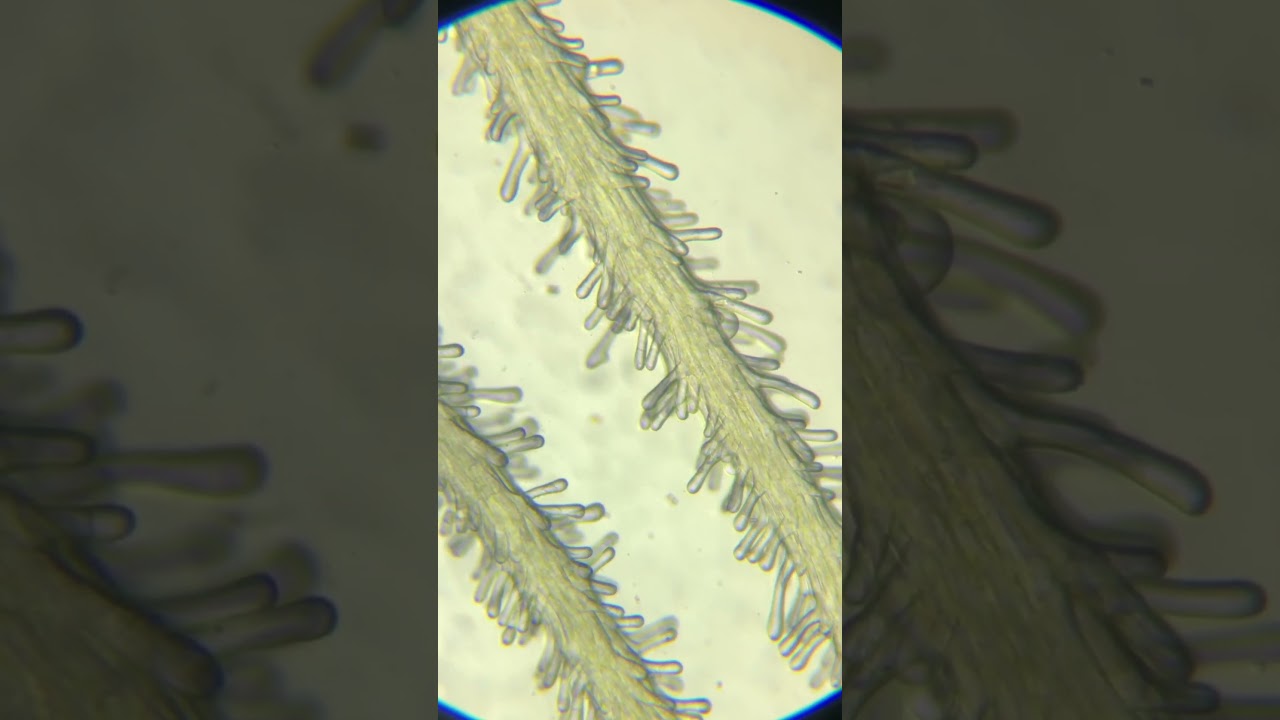 CANNABIS ON MICROSCOPE PISTIL🌱