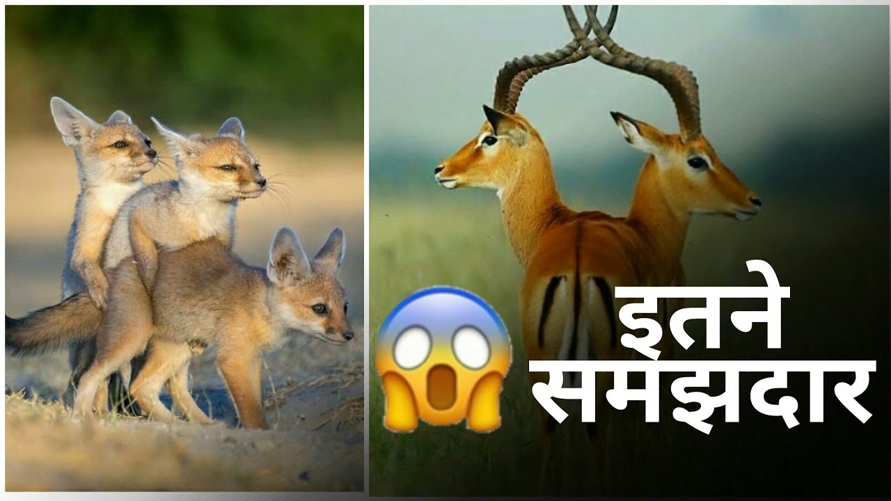 sabse bhudhimaan janwar kaun sa hai most talented animals on earth