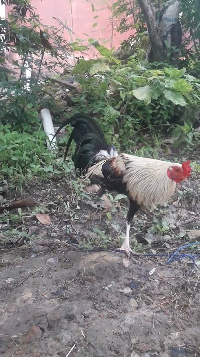 Ayam Philipin jenger kijang