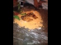 يالعزوبيه