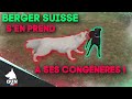 BERGER SUISSE S'EN PREND A SES CONGENERES