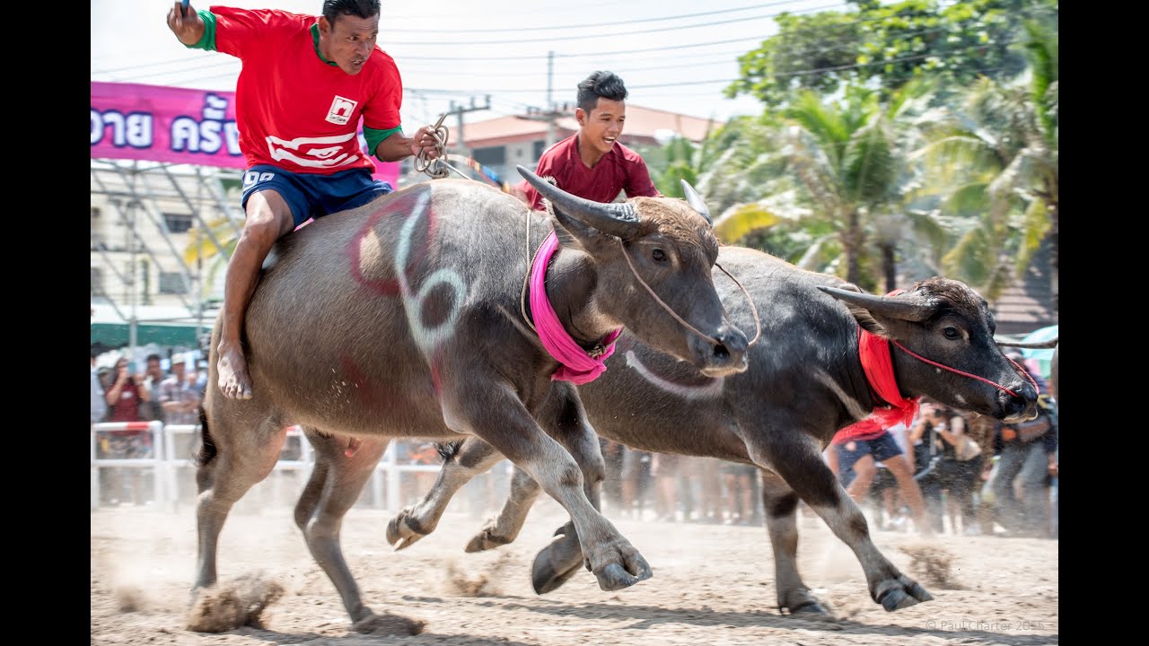水牛大会の祭り サワッディswu チビたちの世界 水牛大会の祭り サワッディswu チビたちの世界
