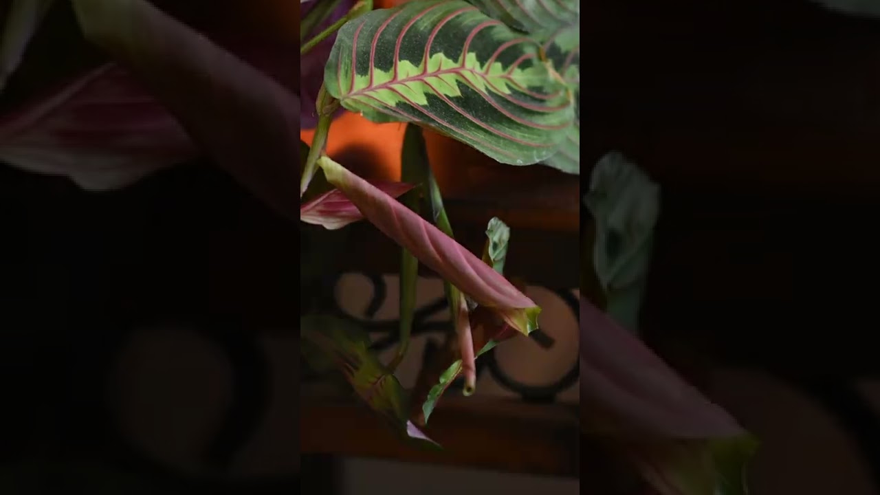 12 Hour Prayer Plant Timelapse - Maranta Leuconeura Leaf Unfurling 