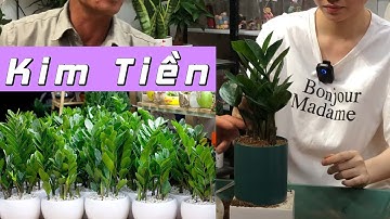 Hướng Dẫn Trồng Và Chăm Sóc Cây Kim Tiền Để Bàn | CÂY CẢNH CHỢ HÀNG | Đoạn Đằng Phong | Hải Phòng