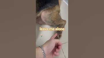 Thumbnail of my dog don't like to go hospital  writen&created song by @pammkoong#dogs #lovepet