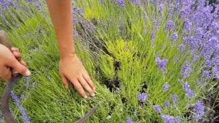 Okanagan Lavender Gardening Tip: How to Pick the Perfect Lavender Bundle