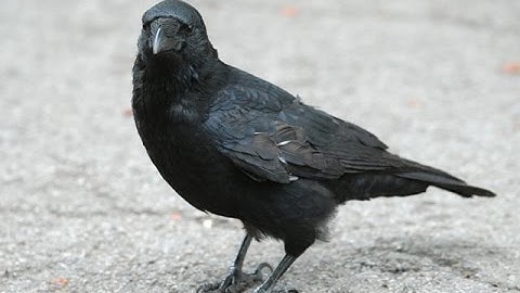 6 Terrifying Ways Crows Are Smarter Than You Think (Part 1)