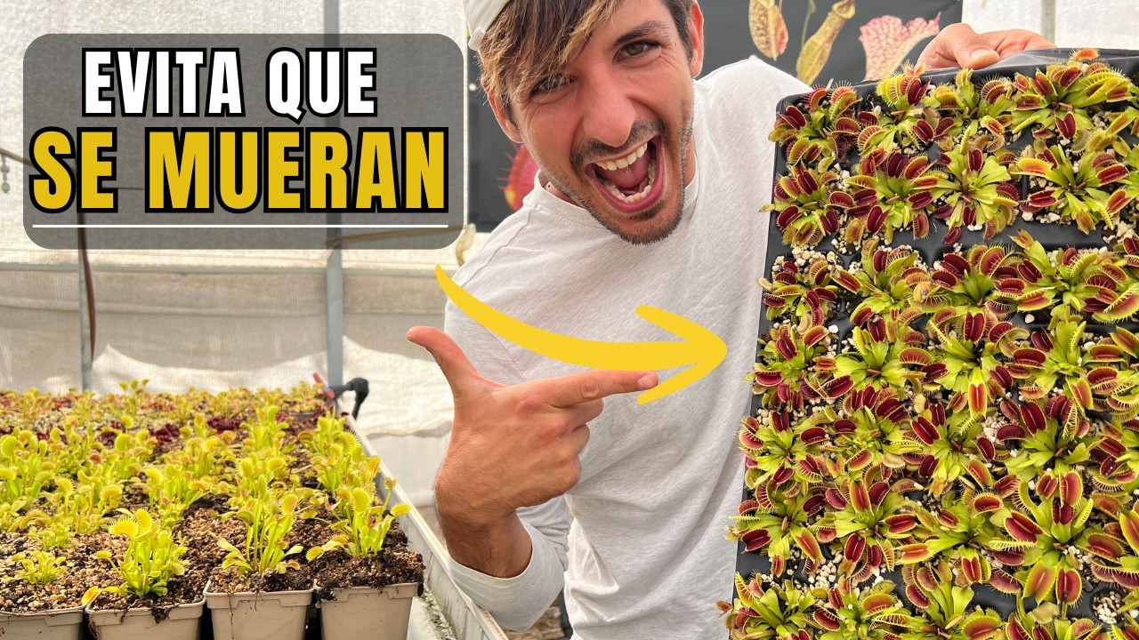 Guía completa para cuidar la Venus atrapamoscas (Dionaea muscipula)