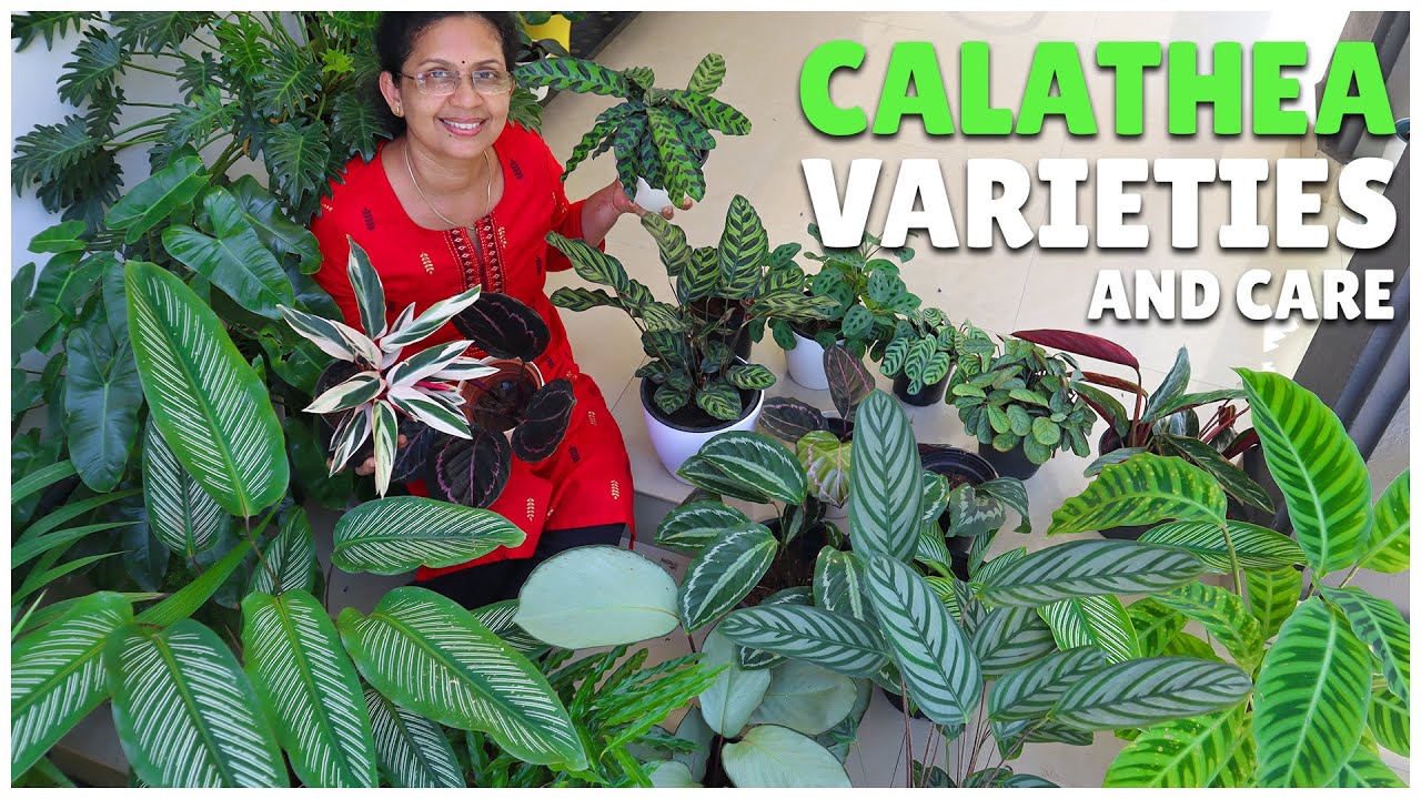 Calathea Varieties & Tips | 15+ Varieties